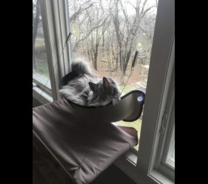Cat Window Bed photo review