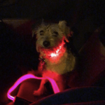 LED Dog Leash photo review