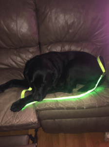 LED Dog Leash photo review